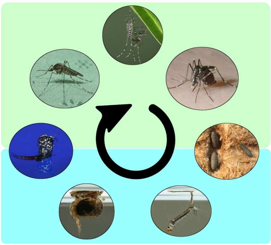 Lebenszyklus Stechmücken