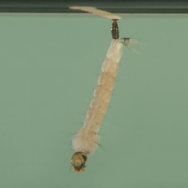 Eine Larve der Asiatischen Tigermücke.