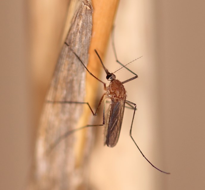 Aedes cinereus auf einem Schilfhalm sitzend.