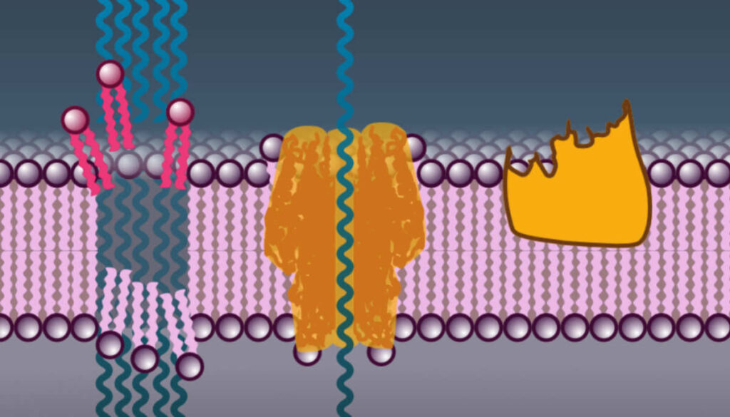 Schematische Darstellung: Poren und Membranschäden in einer Zellmembran erzeugen Wassereinstrom.