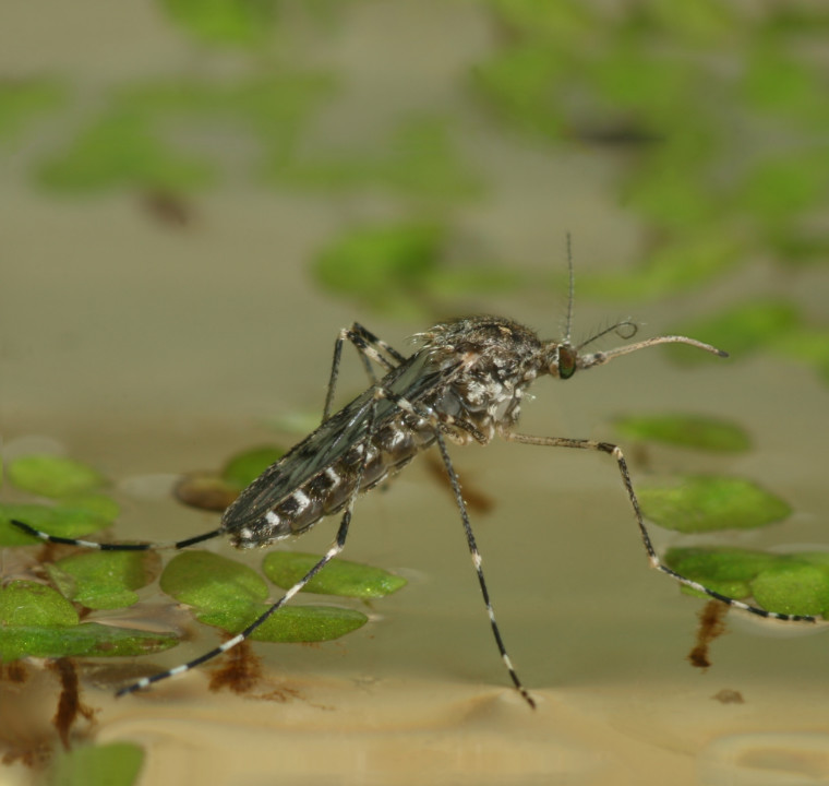 Ein Weibchen der Ringelmücke sitzt auf der Wasseroberfläche.