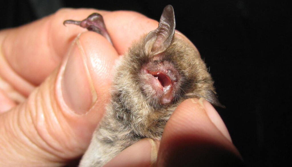 Eine zwischen den Fingern gehaltene Fledermaus