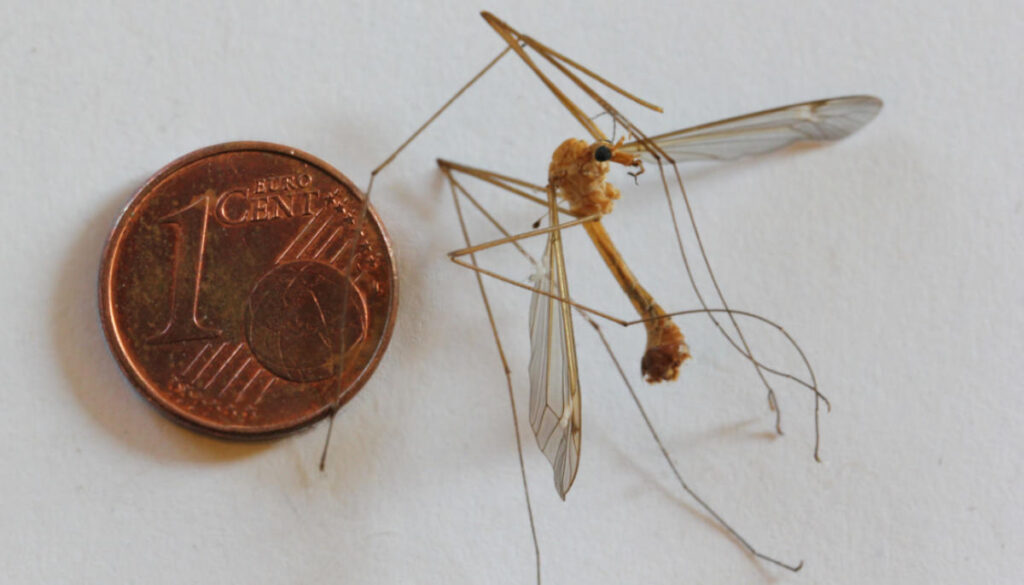 Eine tote Schnake (Familie Tipuldiae) liegt neben einer 1-Cent Münze, die Schnake ist deutlich größer.