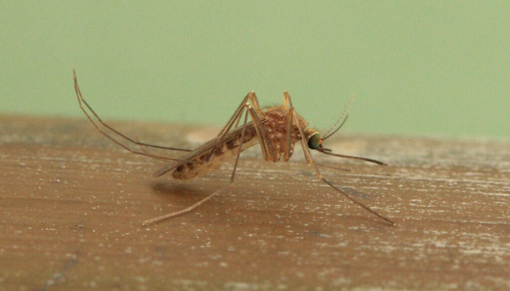 Eine Culex pipiens molestus, eine Hausstechmücke, sitzt auf einer Holzunterlage.