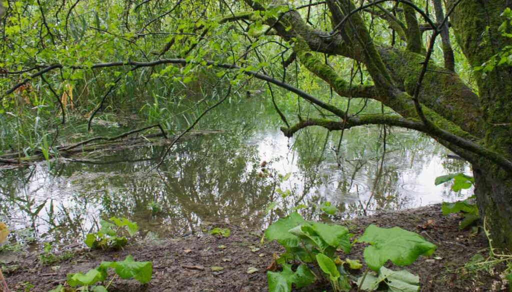 Durch das Hochwasser überschwemmte Senke im Naturschutzgebiet Kühkopf-Knoblochsaue.