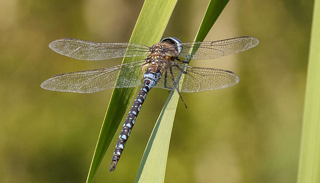 Eine männliche Aeschna mixta, eine Herbst-Mosaikjunger, sitzt auf einem Schilf-Halm.