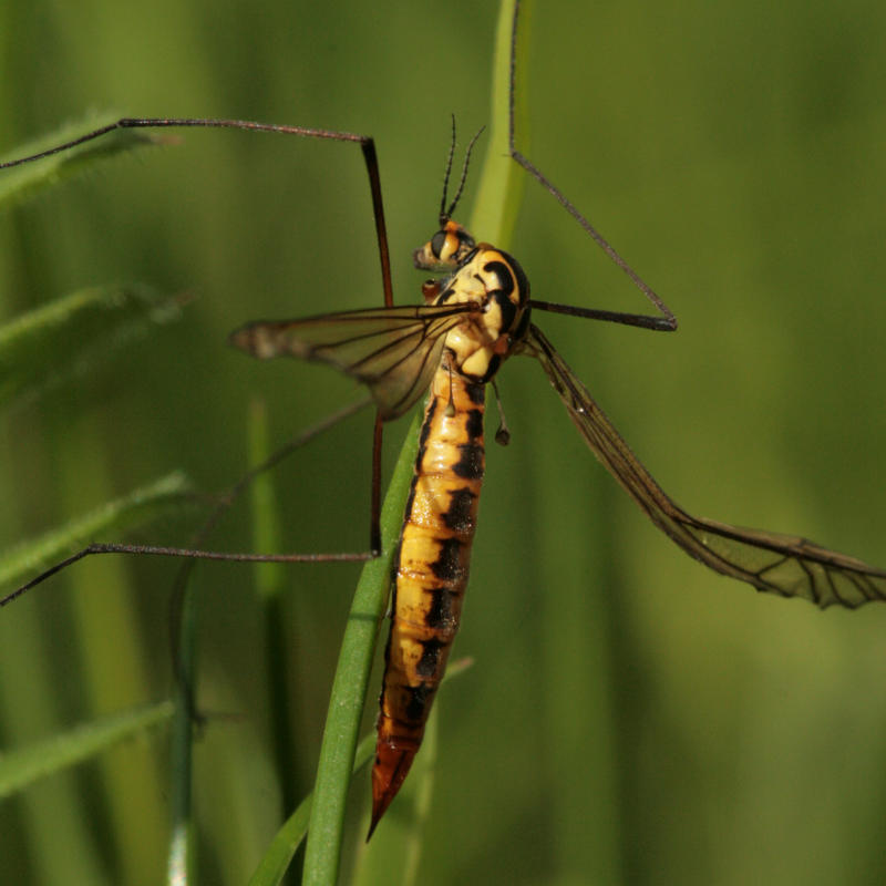 Eine Nephrotoma flavescens sitzt auf einem Grashalm.