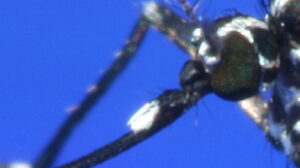 Nahaufnahme der Taster der Tigermücke.