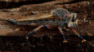 Eine Raubfliege sitzt auf Holz.