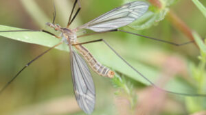Eine Schnake sitzt zwischen Grashalmen.