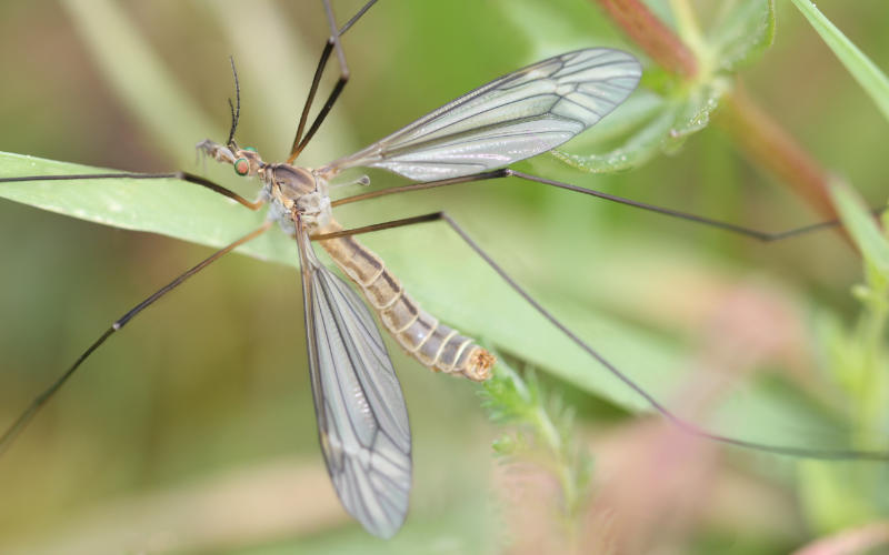 Eine Schnake sitzt zwischen Grashalmen.