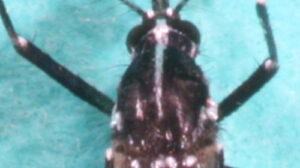 Die weiße Linie auf dem Rückenschild ist sichtbar.