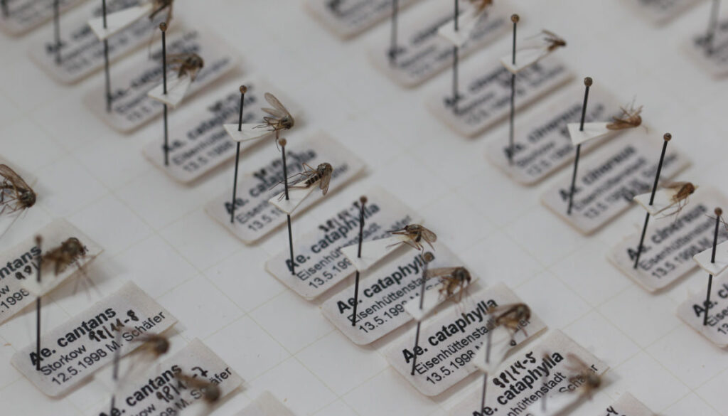 Eine Sammlung von präparierten (gesteckten) Stechmücken.