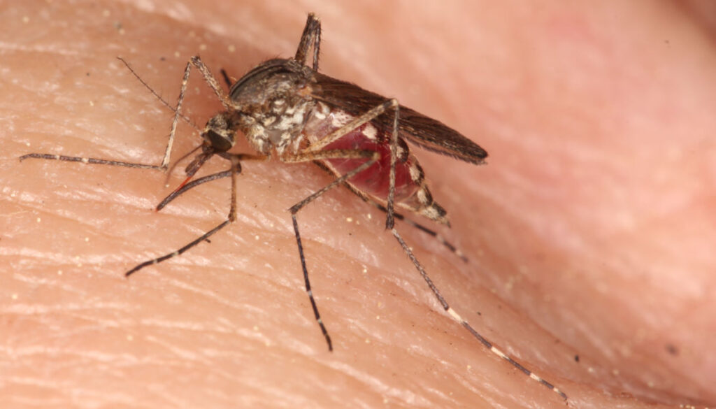 Nahaufnahme einer stechenden Aedes cantans.