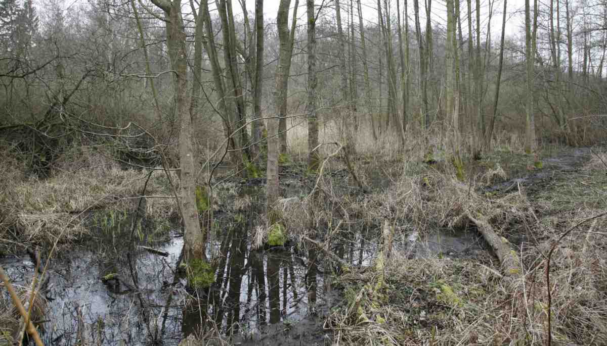 Eine mit Grundwasser überschwemmte Senke in einem Bruchwald.