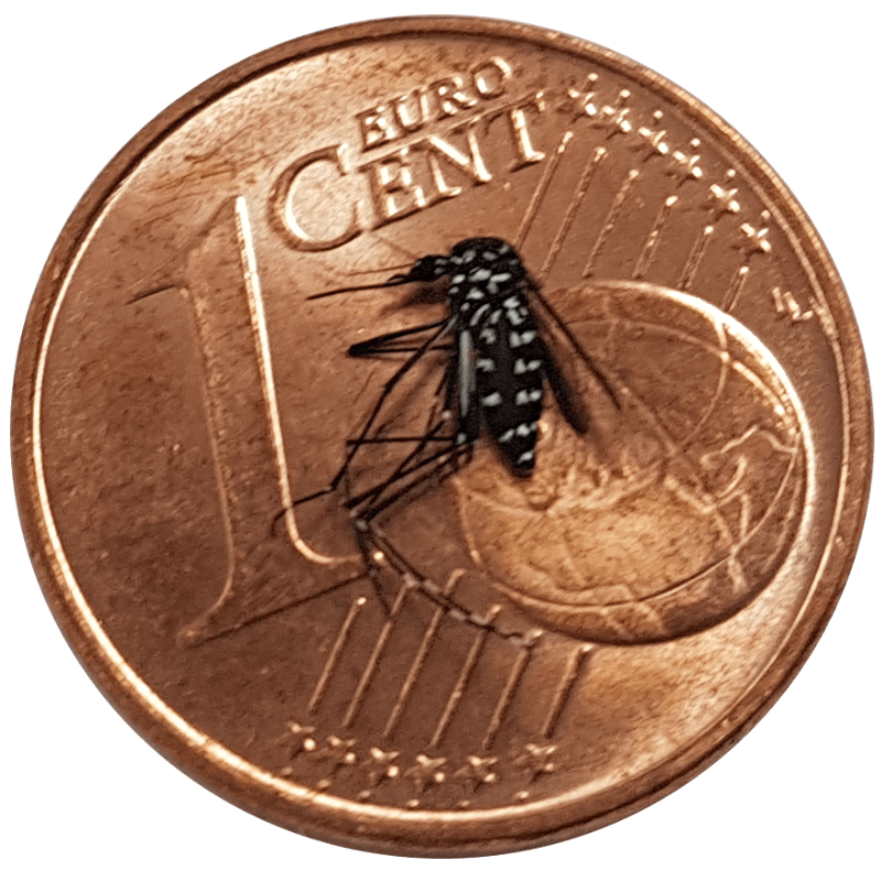 Eine Tigermücke liegt auf einer 1 Cent-Münze.