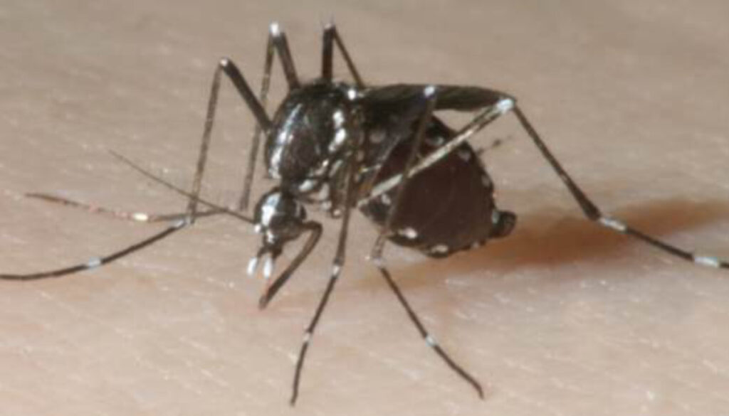 Nahaufnahme einer stechenden Tigermücke.