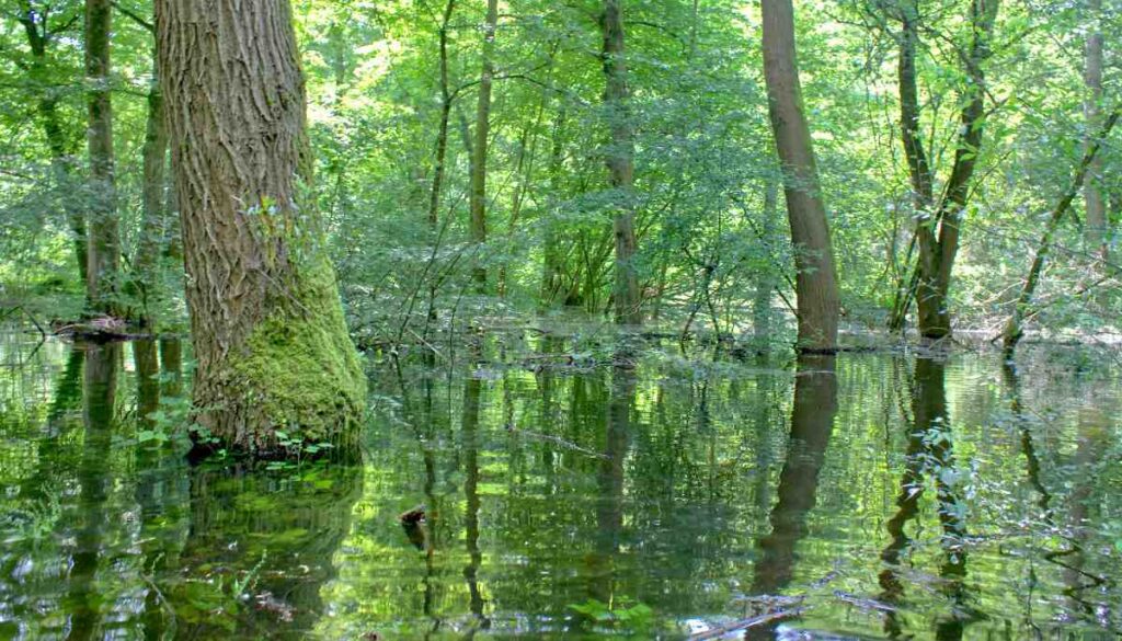 Nach einem Hochwasser bleibt das Wasser im Auwald zurück, der Boden ist vollkommen von Wasser bedeckt.
