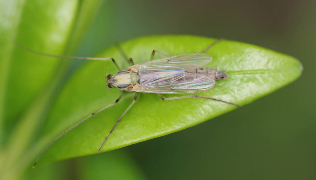 Aufsicht auf eine weibliche Zuckmücke die auf einem Blatt sitzt.