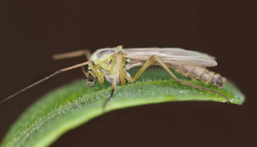 Eine weibliche Zuckmücke sitzt auf einem Blatt.
