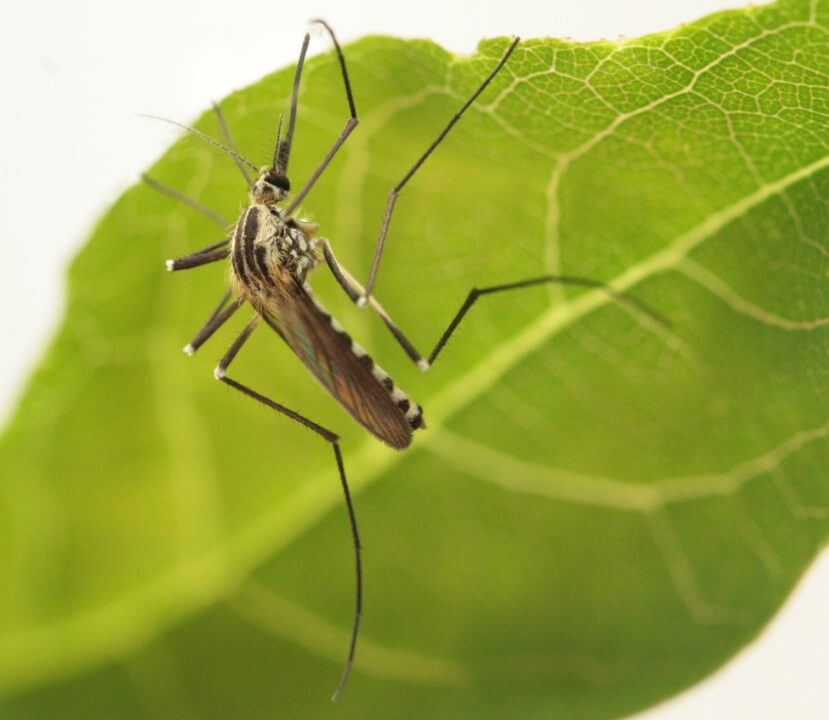 Eine weibliche Aedes geniculatus sitzt an einem grünen Blatt.