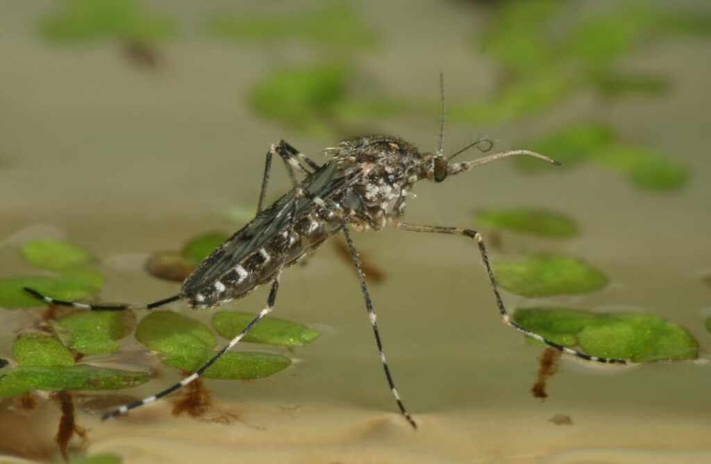Ein Weibchen der Ringelmücke sitzt auf der Wasseroberfläche.