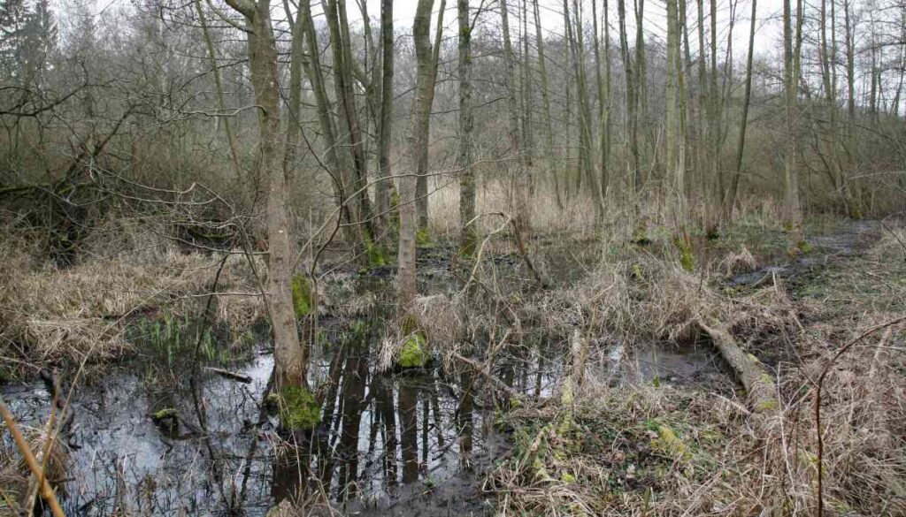 Ein Bruchwald mit stehendem Grundwasser im Frühjahr.