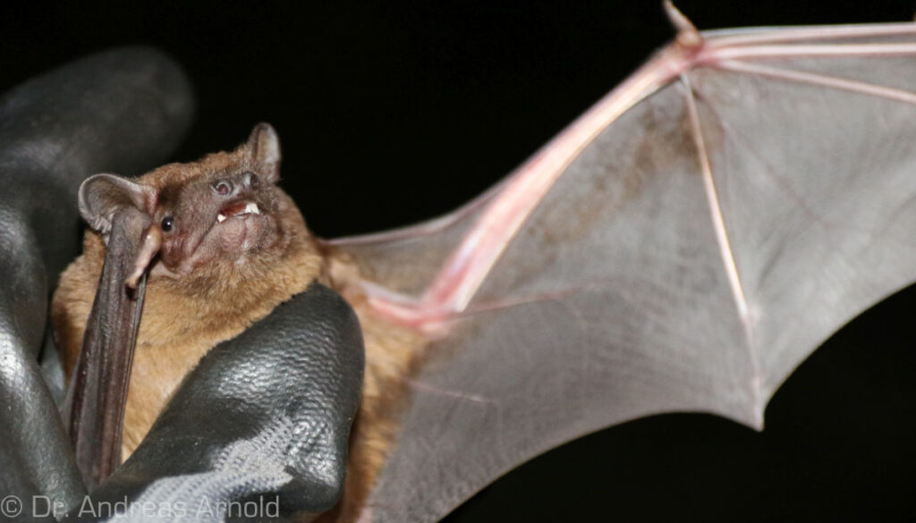 Großer Abendsegler.