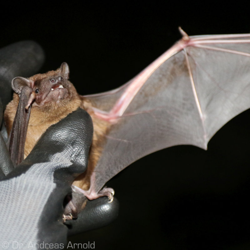Großer Abendsegler.