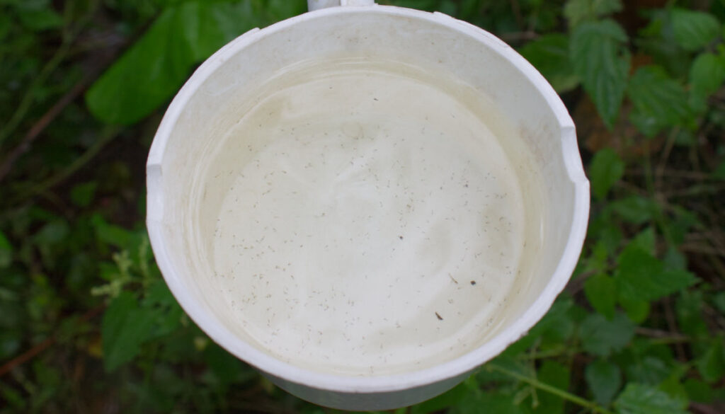 Viele junge Larven im Schöpfer.