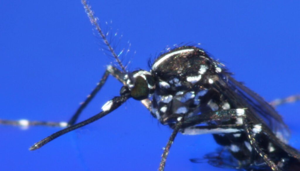 Asiatische Tigermücke beim Schlüpfen auf der Wasseroberfläche.