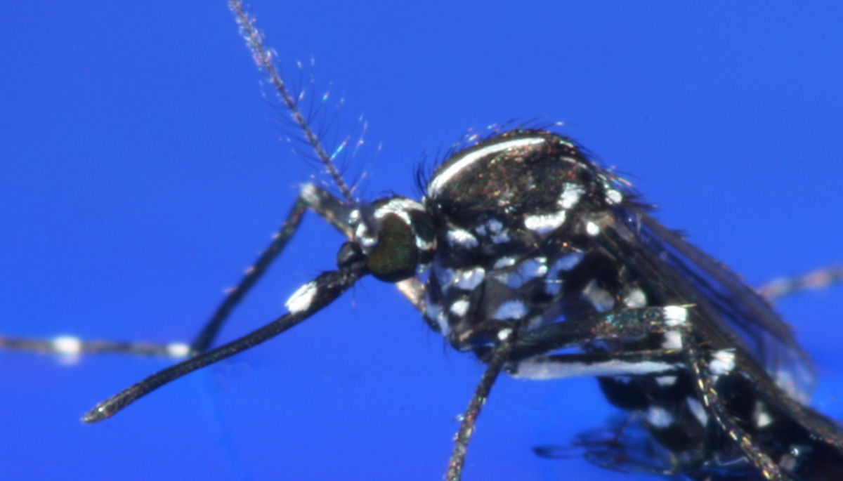 Asiatische Tigermücke beim Schlüpfen auf der Wasseroberfläche.