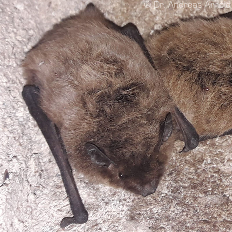 Rauhautfledermaus.