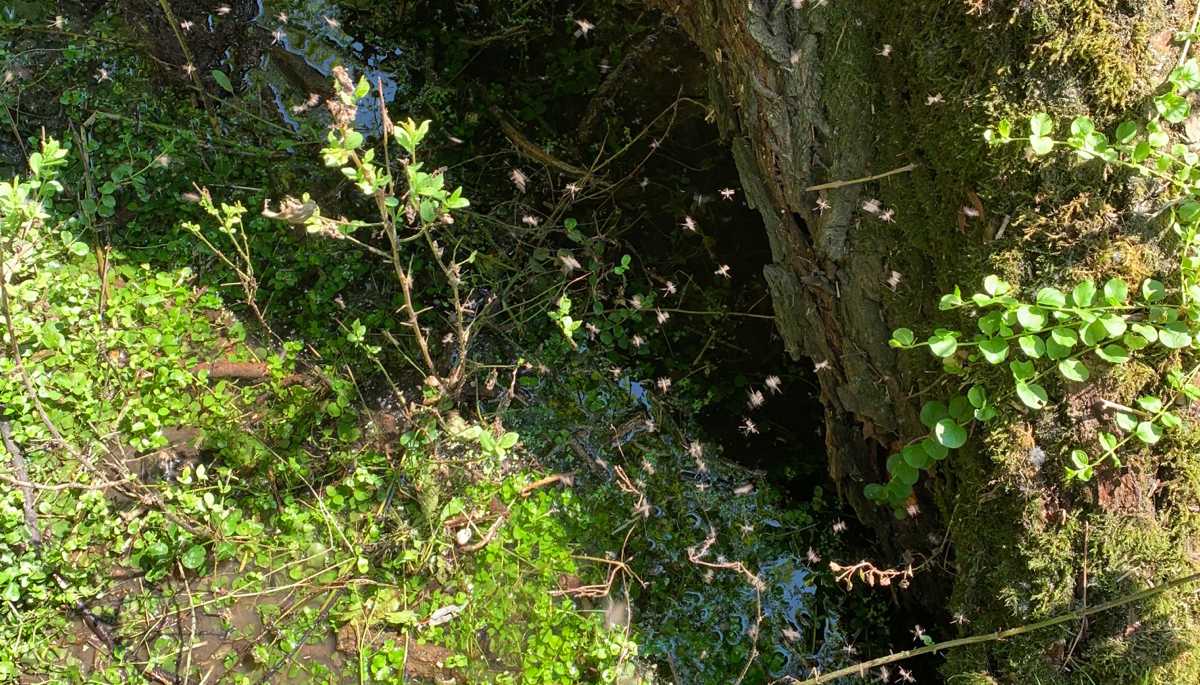 Viele Stechmücken fliegen im Auwald.