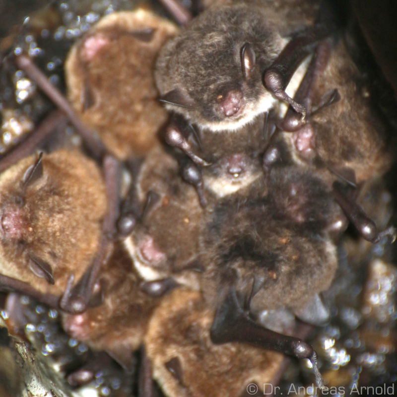 Wasserfledermäuse in Wochenstube.