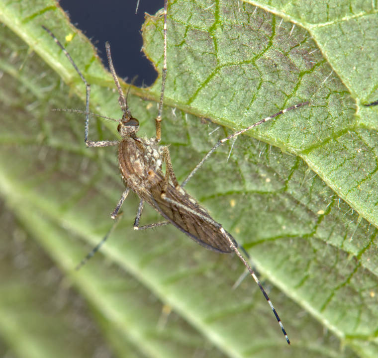 Aedes cantans sitzt auf einem Brennesselblatt.