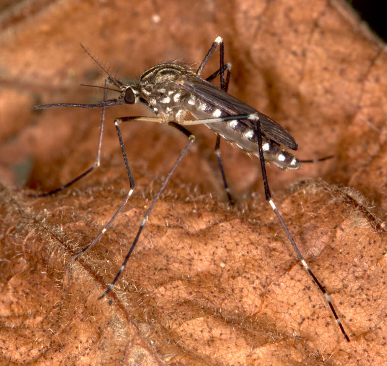 Aedes koreicus auf einem Blatt sitzend.
