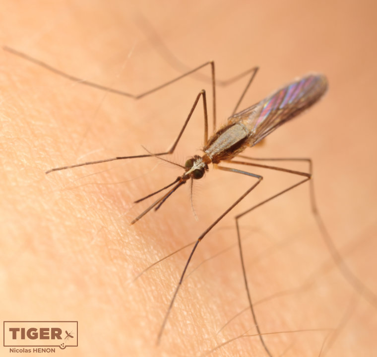 Stechende Anopheles plumbeus.