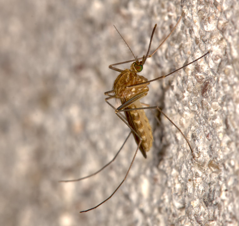 Culex pipiens pipiens sitzt auf einer Kellerwand.