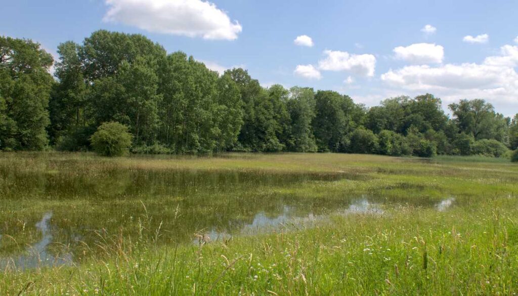 Druckwasser landseits des Hauptdamms.