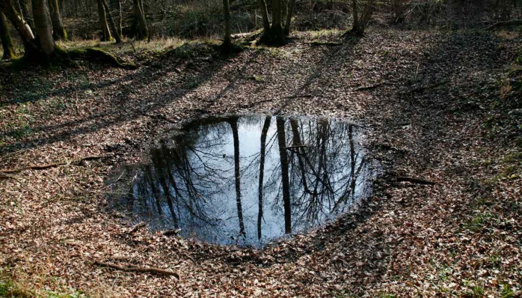 Ein Frühjahrstümpel.