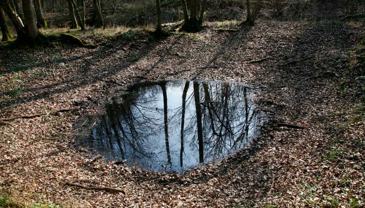 Ein Frühjahrstümpel.