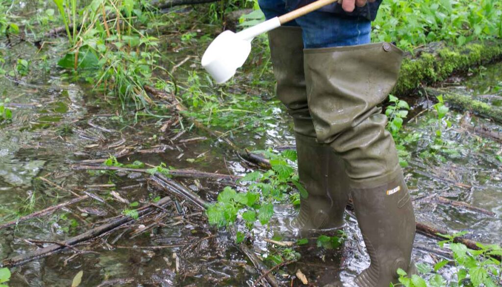 Hochwasser im September am Kühkopf.