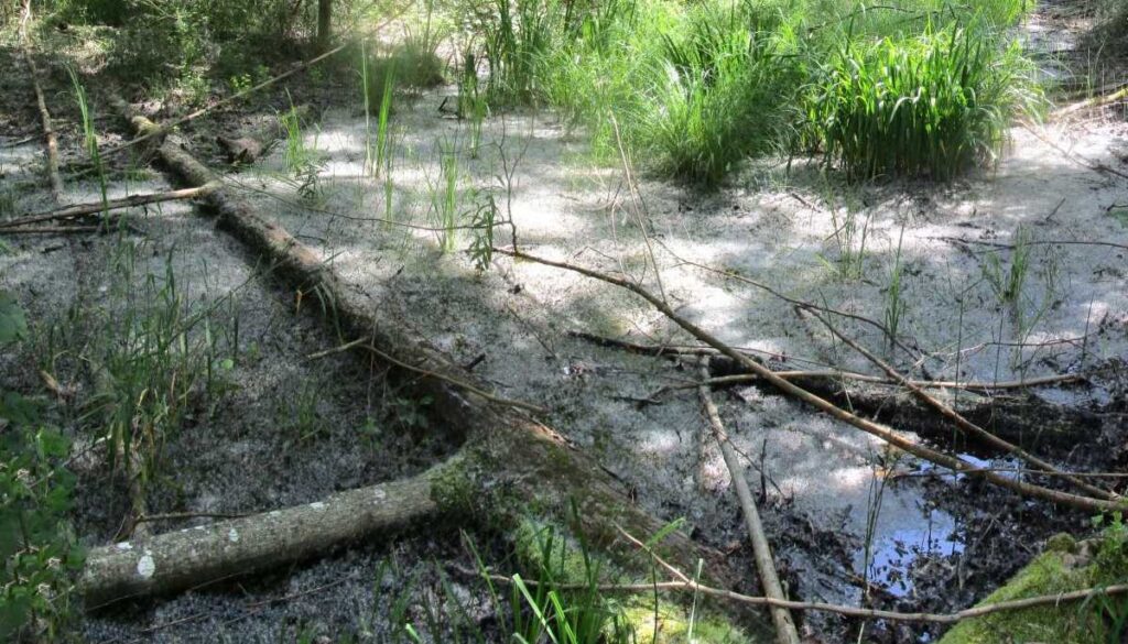 Es steht kaum Wasser in den Brutstätten, man sieht trockenen Auwaldboden.