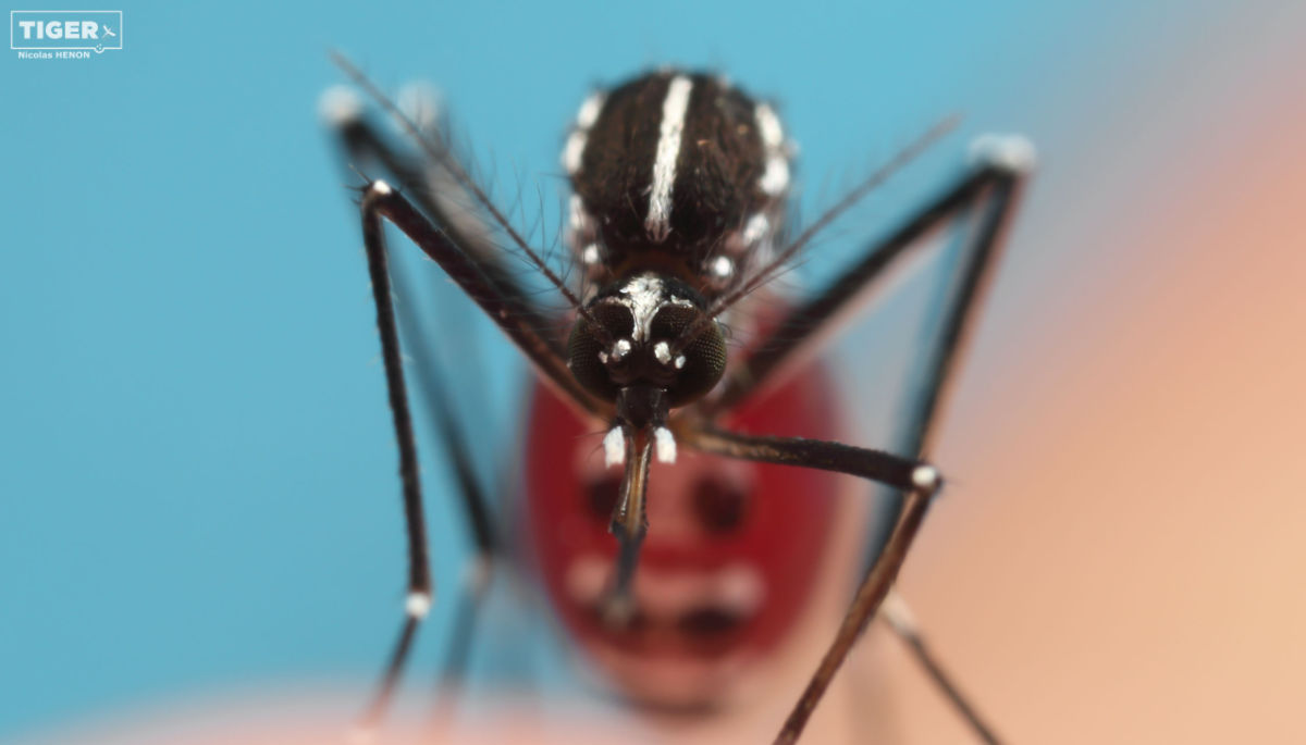 Nahaufnahme einer stechenden Tigermücke.