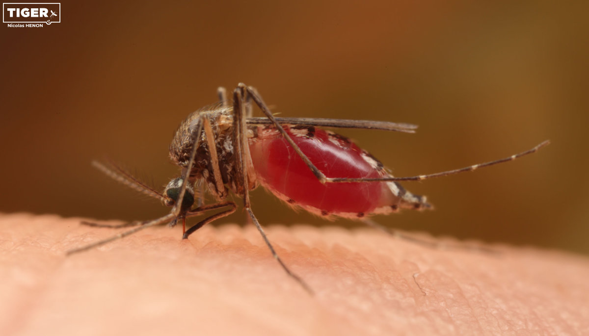 Eine blutsaugende Aedes vexans.