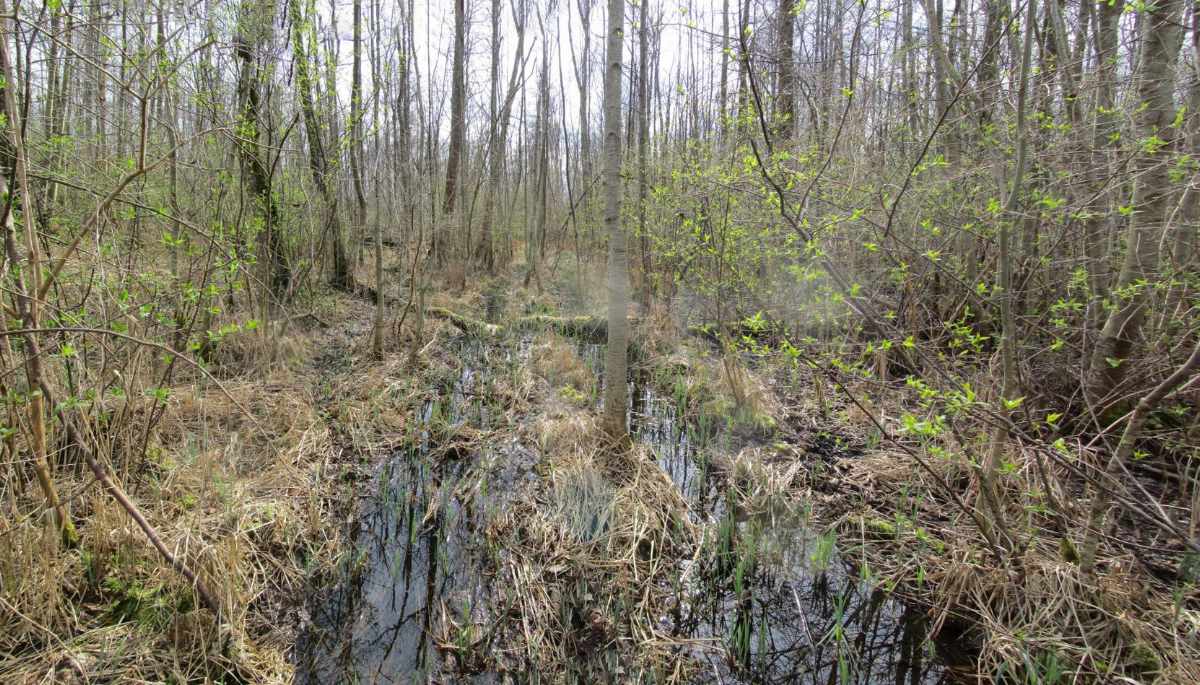 Ein wassergefüllter Graben als Brutstätte im Sumpfwald.