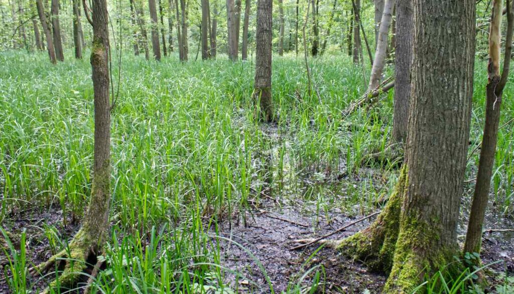 Ein überschwemmter Sumpfwald im Sommer.