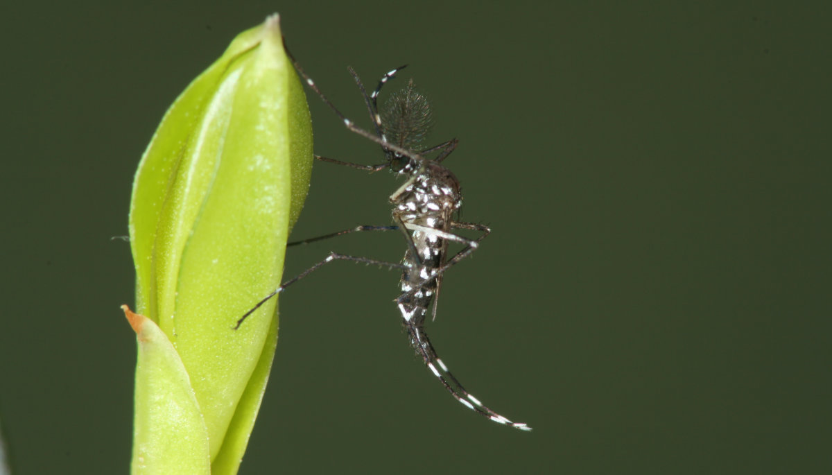 Tigermückenmännchen.