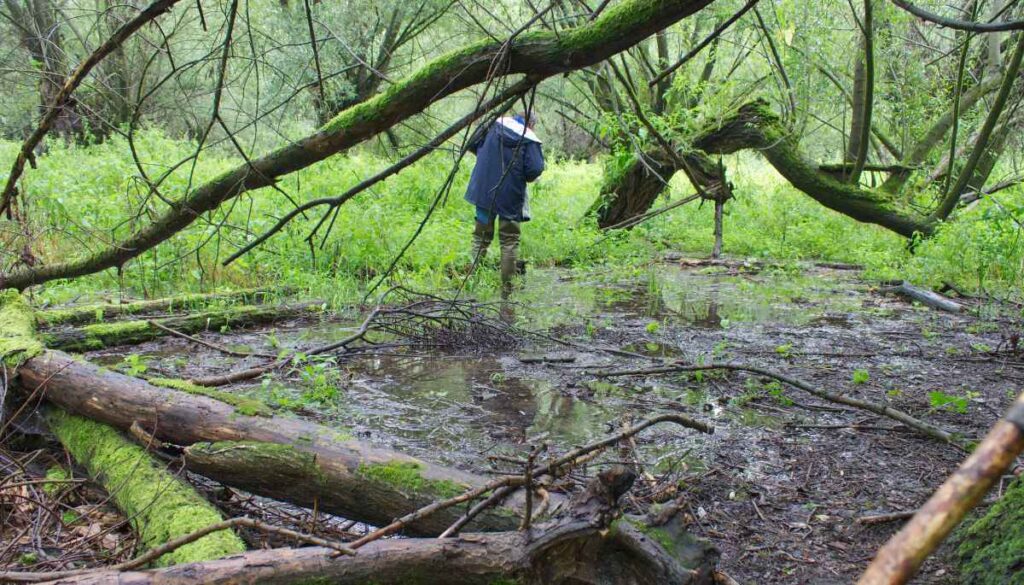 Kleine Überschwemmung im Auwald im September.